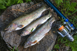 25 tips til fiskeri i Put & Take fiskesø