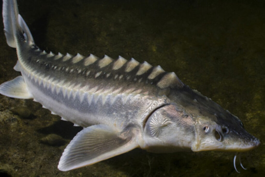 Stør i Put & Take. Hvor kan du fiske stør i Danmark?