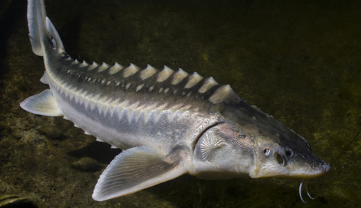 Stør i Put & Take. Hvor kan du fiske stør i Danmark?