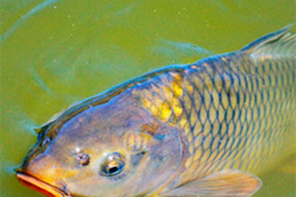 Karpefiskeri i put and take – her kan du fiske karper