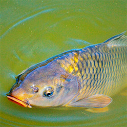Karpefiskeri i put and take – her kan du fiske karper